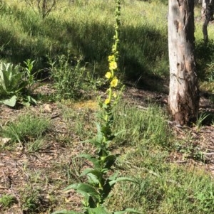 Verbascum virgatum at Bruce, ACT - 13 Nov 2020