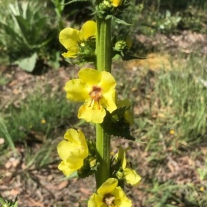 Verbascum virgatum at Bruce, ACT - 13 Nov 2020