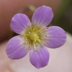 Calandrinia eremaea (Small Purslane) at Michelago, NSW - 17 Oct 2020 by Illilanga