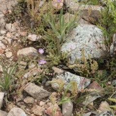 Calandrinia eremaea at Michelago, NSW - 17 Oct 2020