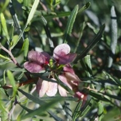 Dodonaea viscosa subsp. angustifolia (Giant Hop-bush) at Michelago, NSW - 10 Nov 2020 by Illilanga