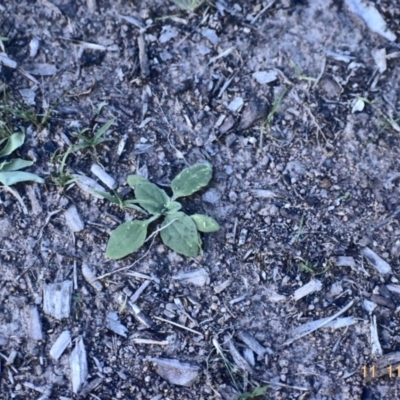 Cymbonotus sp. (preissianus or lawsonianus) (Bears Ears) at Weston, ACT - 11 Nov 2020 by AliceH