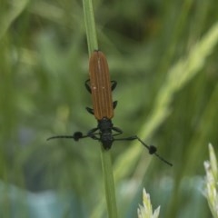 Tropis paradoxa (Longicorn beetle) at Michelago, NSW - 11 Nov 2020 by Illilanga