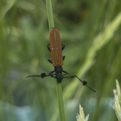 Tropis paradoxa (Longicorn beetle) at Michelago, NSW - 11 Nov 2020 by Illilanga