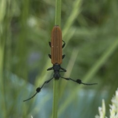 Tropis paradoxa at Michelago, NSW - 11 Nov 2020