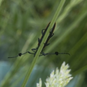 Tropis paradoxa at Michelago, NSW - 11 Nov 2020