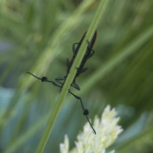 Tropis paradoxa at Michelago, NSW - 11 Nov 2020