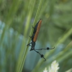 Tropis paradoxa at Michelago, NSW - 11 Nov 2020