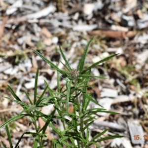 Euchiton involucratus at Weston, ACT - 15 Nov 2020