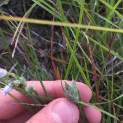 Dasineura sp. (genus) at Hughes, ACT - 14 Nov 2020