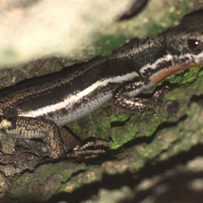 Morethia boulengeri (Boulenger's Skink) at Hughes, ACT - 14 Nov 2020 by Tapirlord