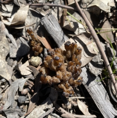 Clavulina sp. (A coral fungus) at Garran, ACT - 15 Nov 2020 by Tapirlord