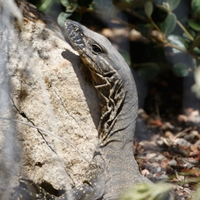 Varanus rosenbergi (Heath or Rosenberg's Monitor) at Michelago, NSW - 14 Nov 2020 by Illilanga