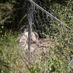 Varanus rosenbergi at Michelago, NSW - 14 Nov 2020