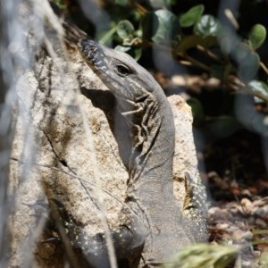 Varanus rosenbergi at Michelago, NSW - suppressed