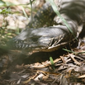 Varanus rosenbergi at Michelago, NSW - 14 Nov 2020