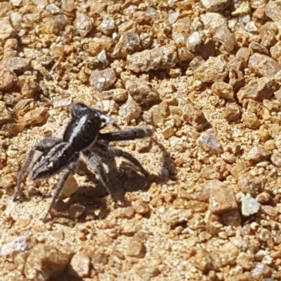 Ocrisiona leucocomis (White-flecked Crevice-dweller) at Mullion, NSW - 15 Nov 2020 by SnowbatHorticultureandLandscaping