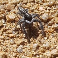 Ocrisiona leucocomis at Mullion, NSW - 15 Nov 2020