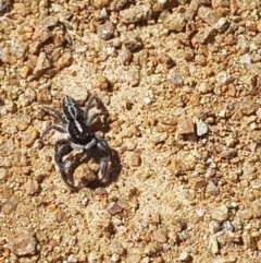 Ocrisiona leucocomis at Mullion, NSW - 15 Nov 2020