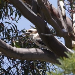 Dacelo novaeguineae (Laughing Kookaburra) at Michelago, NSW - 14 Nov 2020 by Illilanga