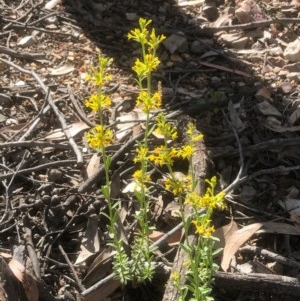 Pimelea curviflora at Bruce, ACT - 3 Nov 2020 10:34 PM