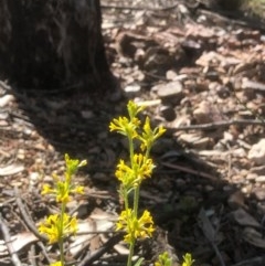 Pimelea curviflora at Bruce, ACT - 3 Nov 2020 10:34 PM