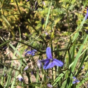 Dianella revoluta var. revoluta at Bruce, ACT - 10 Nov 2020