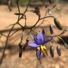 Dianella revoluta var. revoluta at Bruce, ACT - 10 Nov 2020