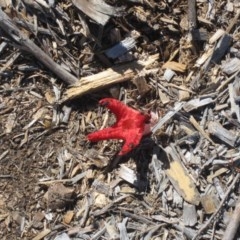 Clathrus archeri (Seastar Stinkhorn) at Isaacs, ACT - 14 Nov 2020 by croweater