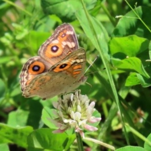 Junonia villida at Fadden, ACT - 15 Nov 2020