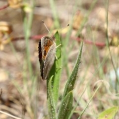 Junonia villida at Fadden, ACT - 15 Nov 2020