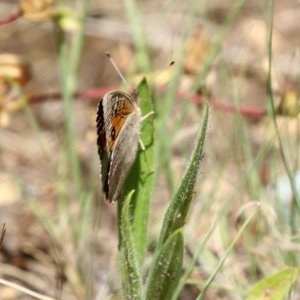 Junonia villida at Fadden, ACT - 15 Nov 2020