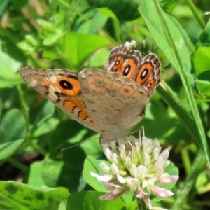 Junonia villida at Fadden, ACT - 15 Nov 2020