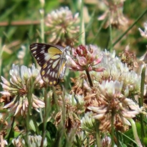 Belenois java at Fadden, ACT - 15 Nov 2020