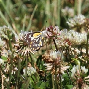 Belenois java at Fadden, ACT - 15 Nov 2020