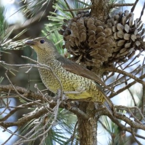 Ptilonorhynchus violaceus at Fadden, ACT - 15 Nov 2020