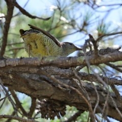 Ptilonorhynchus violaceus at Fadden, ACT - 15 Nov 2020