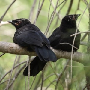 Corcorax melanorhamphos at Fadden, ACT - 15 Nov 2020