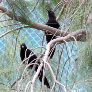 Corcorax melanorhamphos at Fadden, ACT - 15 Nov 2020