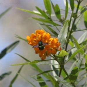 Xylocopa (Lestis) aerata at Acton, ACT - 15 Nov 2020