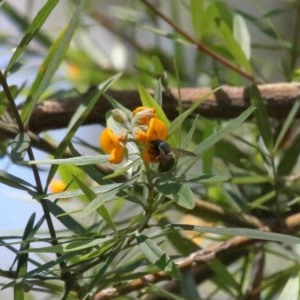 Xylocopa (Lestis) aerata at Acton, ACT - 15 Nov 2020