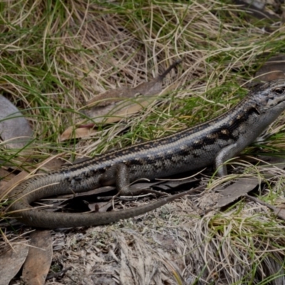 Liopholis guthega (Snowy Mountains Skink) at Geehi, NSW - 15 Nov 2020 by BrianLR