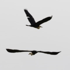 Ardea pacifica (White-necked Heron) at Michelago, NSW - 13 Nov 2020 by Illilanga