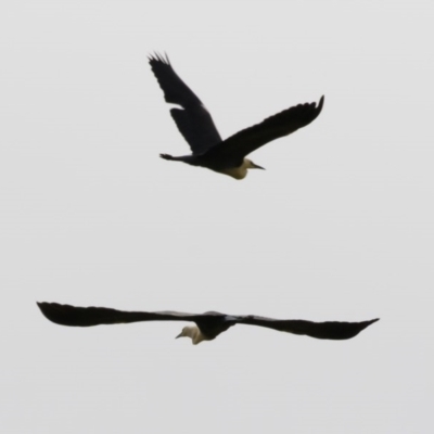 Ardea pacifica (White-necked Heron) at Michelago, NSW - 12 Nov 2020 by Illilanga