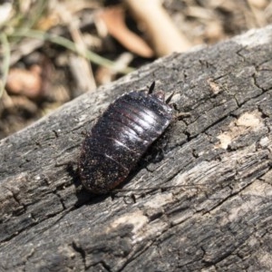 Platyzosteria melanaria at Michelago, NSW - 18 Nov 2019