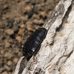 Platyzosteria melanaria at Michelago, NSW - 18 Nov 2019