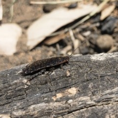 Platyzosteria melanaria at Michelago, NSW - 18 Nov 2019