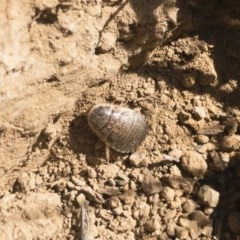 Calolampra sp. (genus) (Bark cockroach) at Michelago, NSW - 24 Nov 2019 by Illilanga