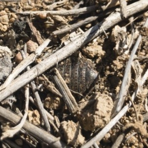 Calolampra sp. (genus) at Michelago, NSW - 24 Nov 2019 03:55 PM