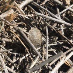 Calolampra sp. (genus) at Michelago, NSW - 24 Nov 2019 03:55 PM